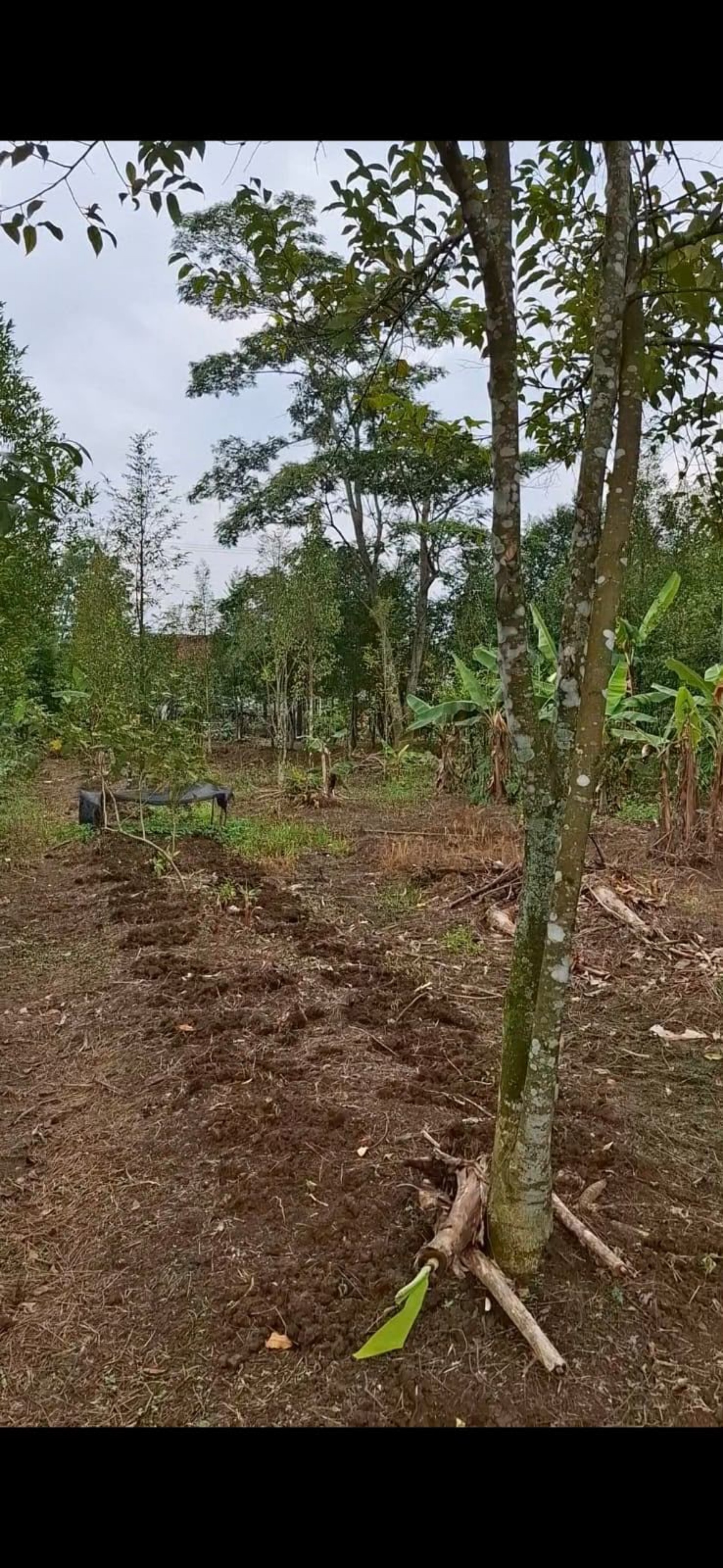 Tanah/Kavling Dijual di Bogor, foto 2 dari 2